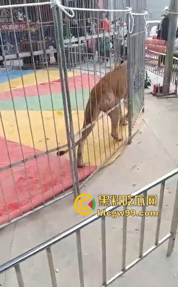 山西运城大年初三狮子突然发疯当街撕咬活人 驯兽师狂揍都没用 死咬不松口!-2