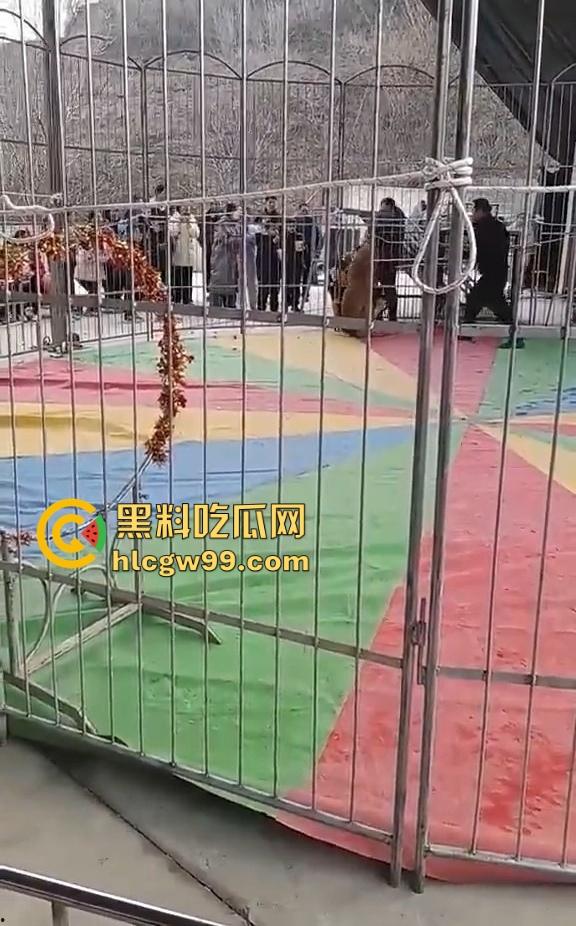 山西运城大年初三狮子突然发疯当街撕咬活人 驯兽师狂揍都没用 死咬不松口!-4