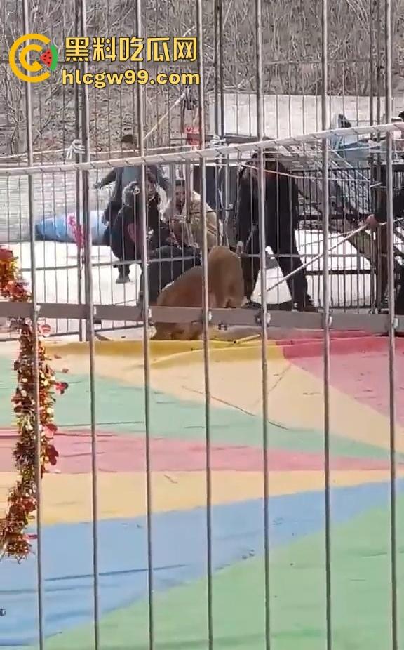 山西运城大年初三狮子突然发疯当街撕咬活人 驯兽师狂揍都没用 死咬不松口!-7