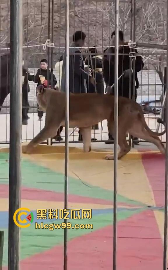 山西运城大年初三狮子突然发疯当街撕咬活人 驯兽师狂揍都没用 死咬不松口!-8