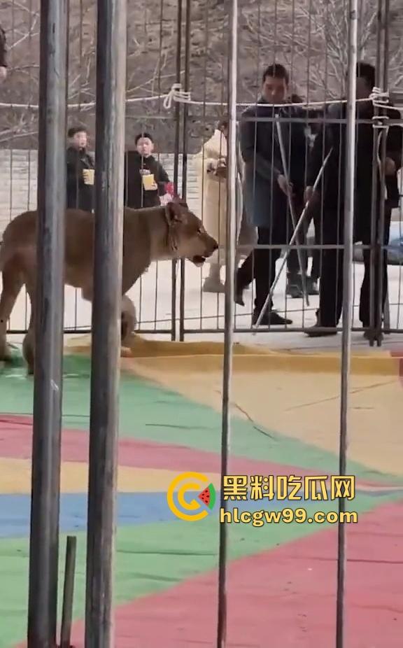 山西运城大年初三狮子突然发疯当街撕咬活人 驯兽师狂揍都没用 死咬不松口!-9
