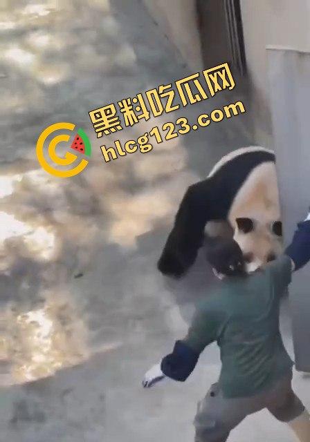 重庆动物园熊猫发狂,饲养员被推倒现场尖叫不断!-2