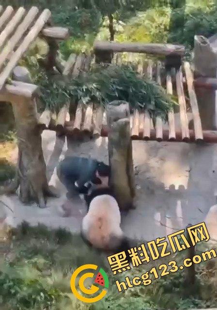 重庆动物园熊猫发狂,饲养员被推倒现场尖叫不断!-3