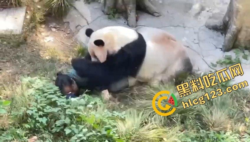 重庆动物园熊猫发狂,饲养员被推倒现场尖叫不断!-4