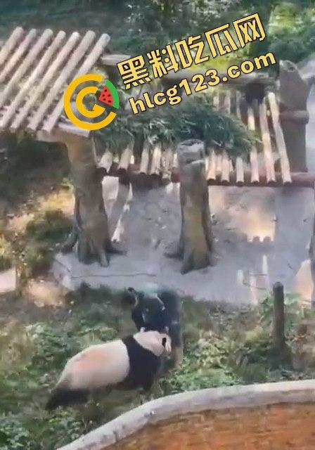 重庆动物园熊猫发狂,饲养员被推倒现场尖叫不断!-10