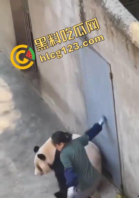 重庆动物园熊猫发狂,饲养员被推倒现场尖叫不断!-15