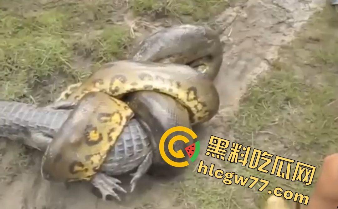 陆地大乱斗!蟒蛇绞杀鳄鱼,死亡翻滚失效,眼珠爆出吓尿摄影师!-1