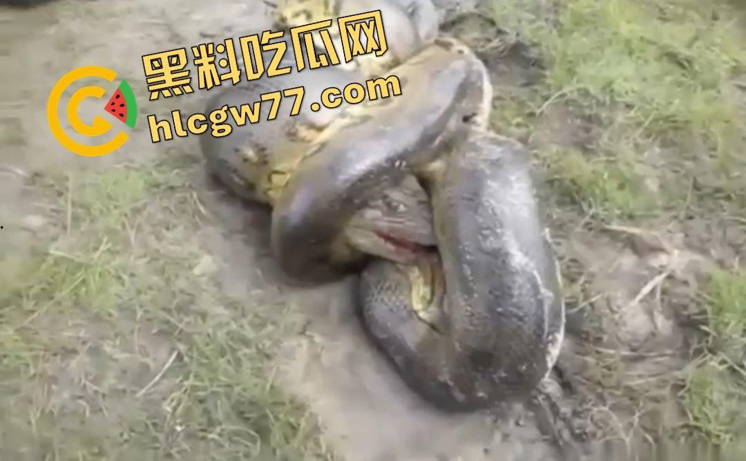陆地大乱斗!蟒蛇绞杀鳄鱼,死亡翻滚失效,眼珠爆出吓尿摄影师!-2