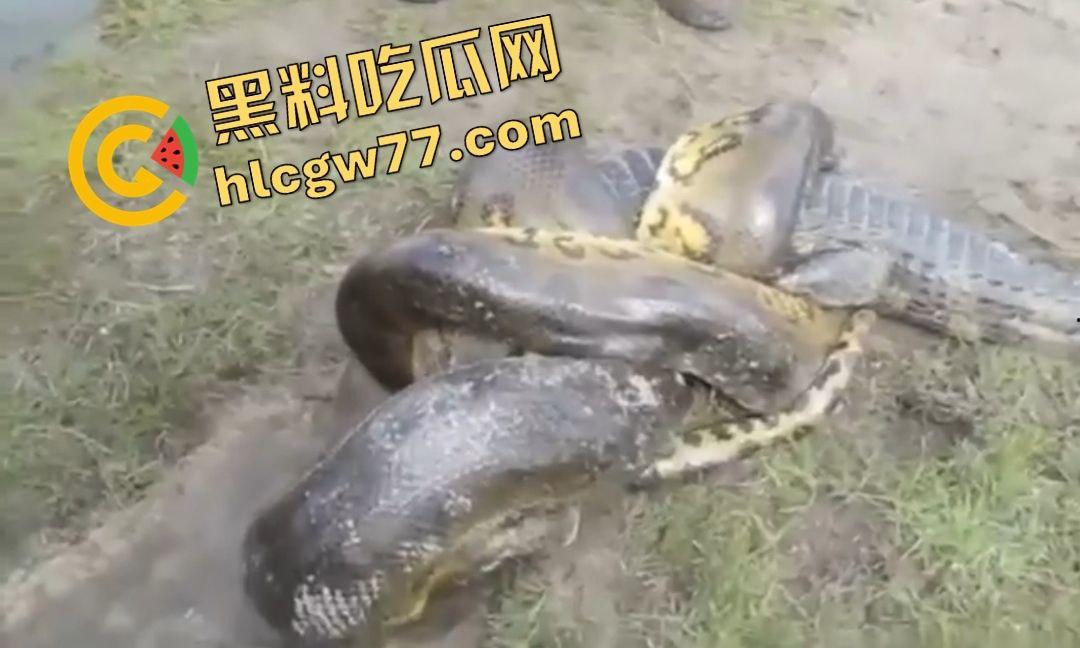 陆地大乱斗!蟒蛇绞杀鳄鱼,死亡翻滚失效,眼珠爆出吓尿摄影师!-3