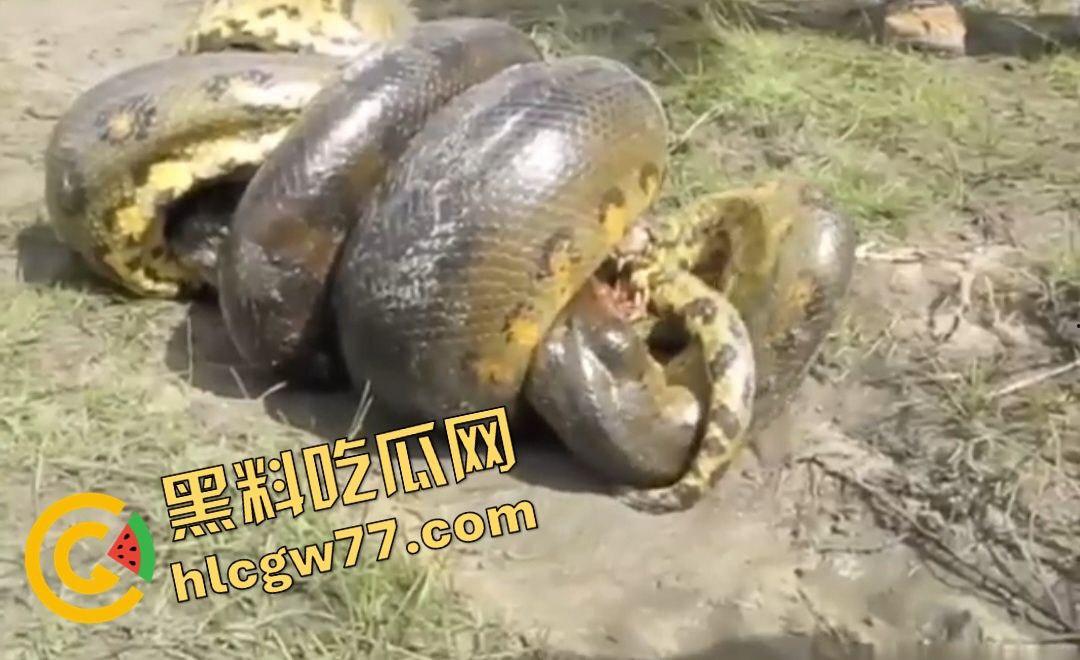 陆地大乱斗!蟒蛇绞杀鳄鱼,死亡翻滚失效,眼珠爆出吓尿摄影师!-4