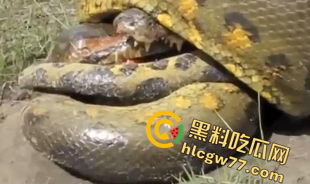 陆地大乱斗!蟒蛇绞杀鳄鱼,死亡翻滚失效,眼珠爆出吓尿摄影师!-5