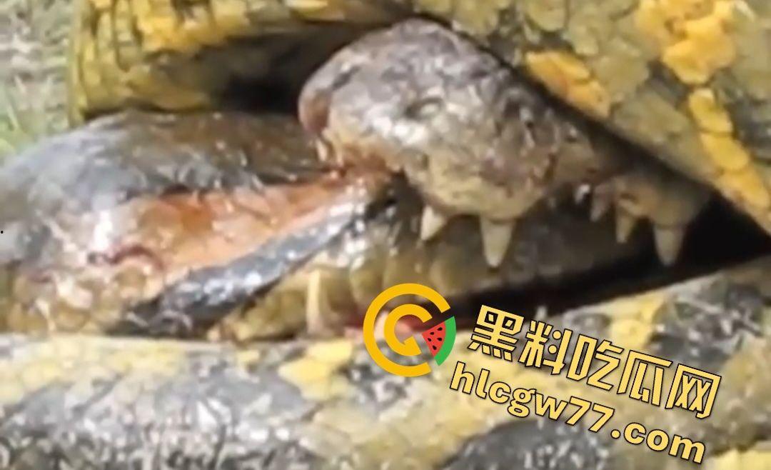 陆地大乱斗!蟒蛇绞杀鳄鱼,死亡翻滚失效,眼珠爆出吓尿摄影师!-6