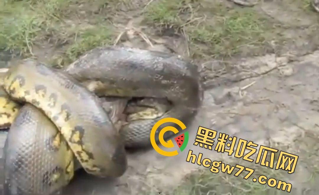 陆地大乱斗!蟒蛇绞杀鳄鱼,死亡翻滚失效,眼珠爆出吓尿摄影师!-7