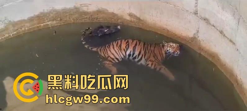 完达山一号再现?印度三哥野生老虎因追逃野猪双双落入水井,这次三哥不会趁老虎之危了吧!-2