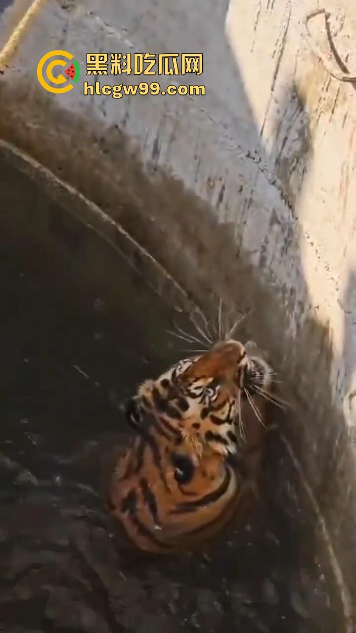 完达山一号再现?印度三哥野生老虎因追逃野猪双双落入水井,这次三哥不会趁老虎之危了吧!-8