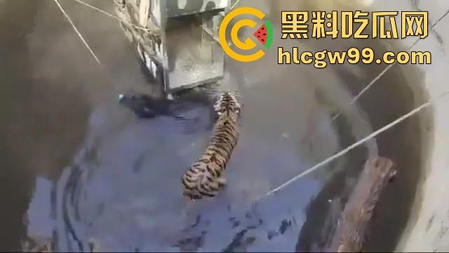 完达山一号再现?印度三哥野生老虎因追逃野猪双双落入水井,这次三哥不会趁老虎之危了吧!-10